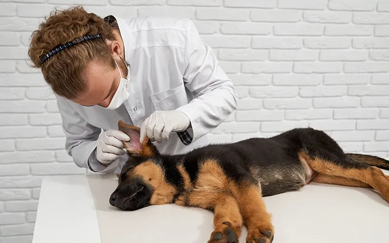A animal doctor is checking dog ear