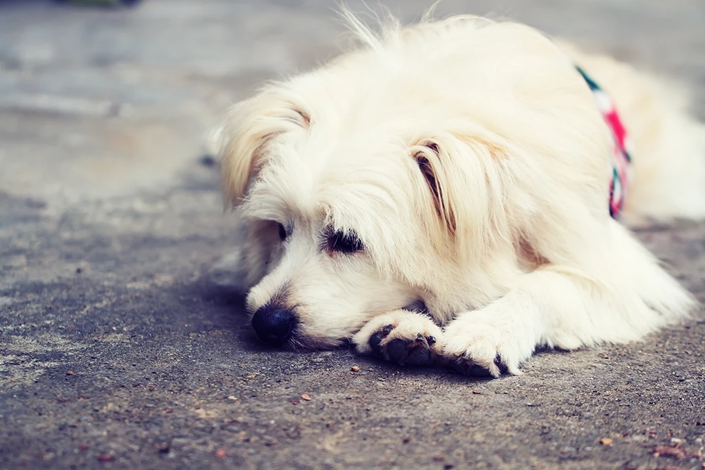 White dog lying down on the ground, looking calm and resting.